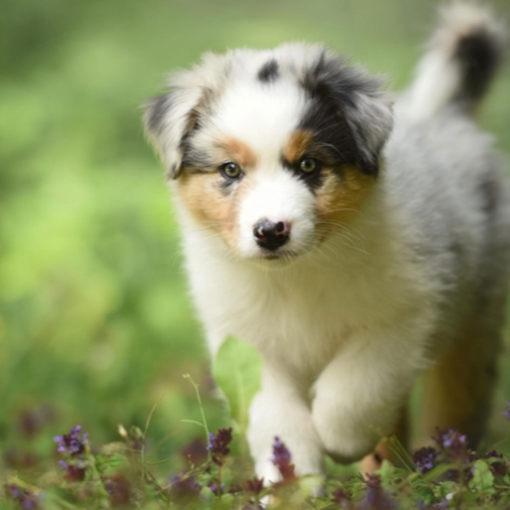 Meet your Posher, Desiree’